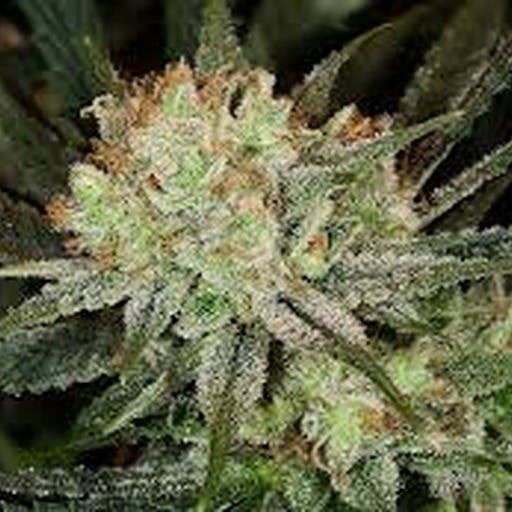 Super Lemon Haze "Sun Grown"